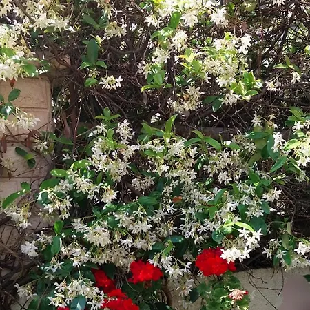 Duplex 3 With Garden And Garage Near To شقة